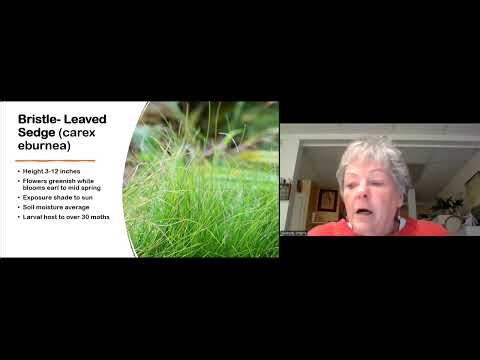 Grasses and Sedges
