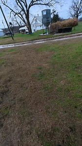 I am getting better at controlling the feed amount for our girls and Popeye. But alas, they still got fed in the cold rain this morning. #abchomestead #homestead #pig #pigsoftiktok #farmchores | ABC Homestead | Facebook