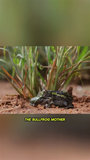 Why the bullfrog mom eat her kid? #animals #fyp #reelsvideoシ | Animals Around Us