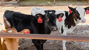 NC State's Cow Camp: An Udderly New Learning Experience