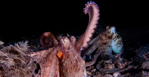 Building an Octopus Dictionary, One Arm Movement at a Time