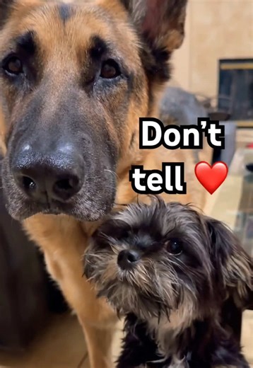 Home feels like this 💛 Rocky and Luna have a way of making the end of the day feel like the safest part of it. This wholesome dog duo short is perfect for anyone winding down and needing one calm moment, one softer mood, and two very good dogs to make the evening feel complete. #dogshorts #germanshepherddog #cutedogs #wholesome 👉 💛 🫵