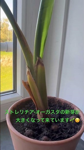 #ストレリチア #オーガスタ #ニコライ #観葉植物 #新芽 #植物のある暮らし #strelitzia #nicolai #lifewithplants #houseplants