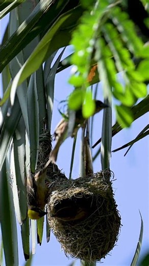 Weaver Bird Build Nest The Most Beautiful Bird Nest 0029 #birds #birdhome #nature