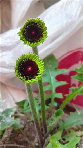 Beautiful white and yellow Gerbera🌱from bud to flowers🌺||Home gardening||#vibrant #shortsfeed#viral