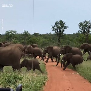 3.1M views · 8.6K reactions | These safari goers had a close call after they got caught in the middle of an elephant stampede  | UNILAD | Facebook