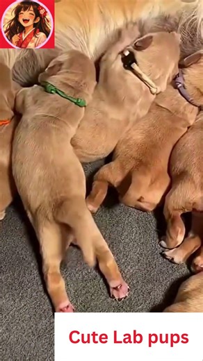 Cute Lab Puppies Playing Together 🐶 | Adorable Little Fluffy Pups#labrador #happy #puppy