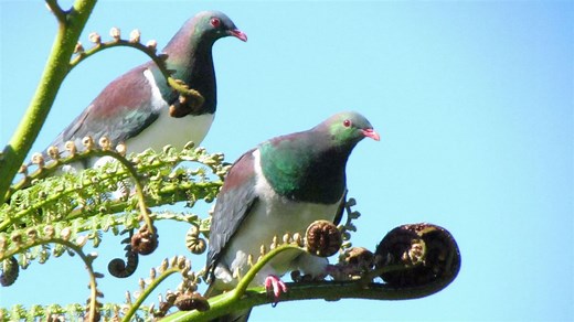 Conservation management strategies