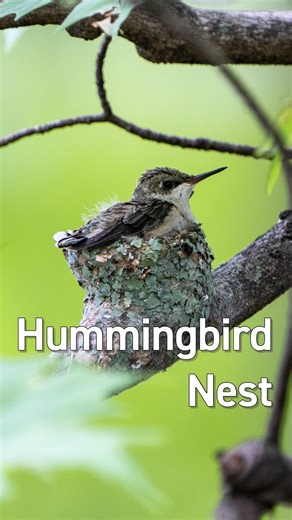 Field Guide on Instagram: "Hummingbird nests are amazing! A couple of years ago, a Ruby-throated Hummingbird built her nest right outside my office window. It was kind of one of the best summers of my life. #bird #birds #wildlife #birding #hummingbird #rubythroatedhummingbird #birdnest #nesting"