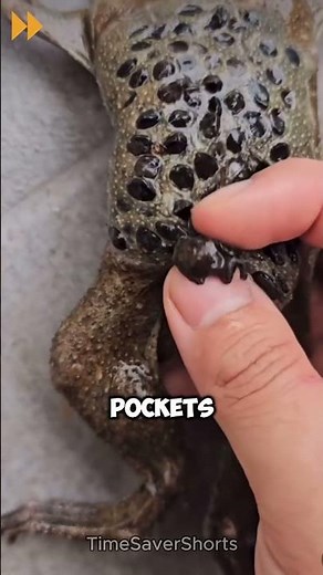 Suriname Toad : Unusual Method of Reproduction #facts