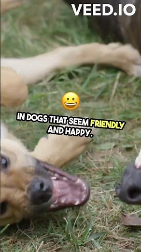 Unveiling the Mystery of Rage Syndrome #facts#dogs