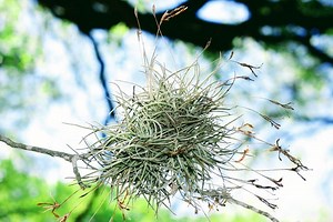 7.2K views · 161 reactions | Medicinal Plants 101: Ball Moss | The Weeds and Seeds Guy | Facebook