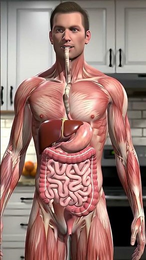 Human Digestive System 3D Animation Realistic Full Body Organ Visualization 720P