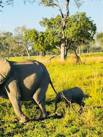 7.5K views · 212 reactions | the #elephants of #SouthLuangwaNational Park,Mfuwe- Eastern Province, Zambia- this right here is #home to most exciting, peaceful , natural and uncaged #wildlife species in Africa | George Mwanza | Facebook