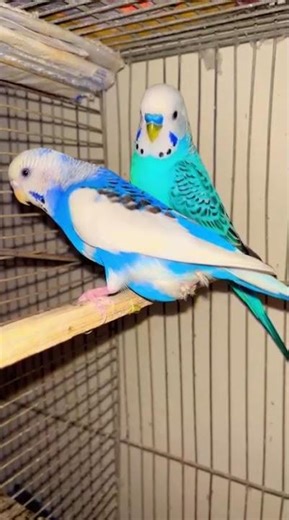 budgies new pair start breeding #budgielife #birds #breedingpair