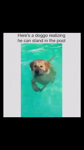 Adorable Dogs Swimming in Pools: A Must-See Compilation