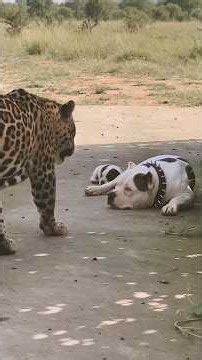 Why you should fear these 'pets' 😱 #animals #wildlife #shorts