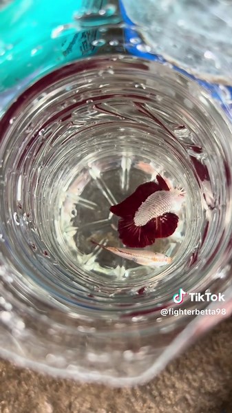 Red Dragon Betta Fish Care Tips