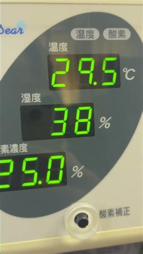 ③The state of the little Japanese Java sparrow