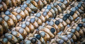 Cómo es por dentro la nueva megacárcel de El Salvador, la prisión más grande de América