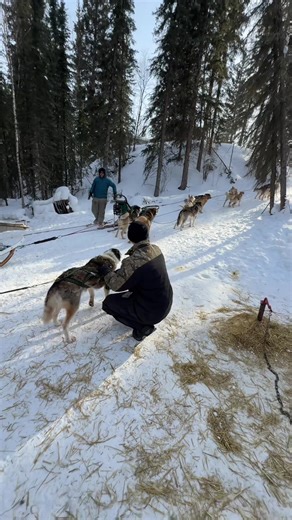 Adventurous Alaskan Husky Takes Off!