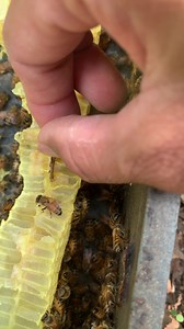 Varroa mite in cell #webee #bee | WeBee