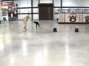 A future canine hero in training at CCA Bay Correctional Facility in Panama City, Florida. Thanks to our staff and inmates... it's a bomb sniffing dog in the making. | CoreCivic