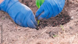 A pedantic approach to planting cabbage seedlings in the soil. Hands in blue rubber gloves plant varieties of white cabbage in the garden