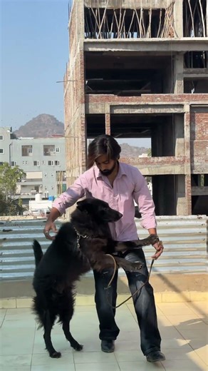 black python 🖤 #dog #like #youtubeshorts #pets #animals #instagram #india #youtube #dogs #funnyreel