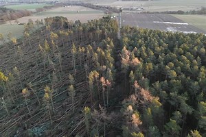 Sustainable Scotland: Diverse forests and native trees key to resilience against violent storms amid climate crisis