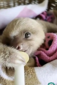 4.4K views · 320 reactions | Orphaned baby sloth Cookie, enjoying his morning milk! ❤ ❤️❤️❤️殮 --- Sloth of The Day Blog * slothoftheday.com Store * slothofthedaystore.com #sloths #slothbaby #slothmemes #slothsunday | Sloth of The Day | Facebook
