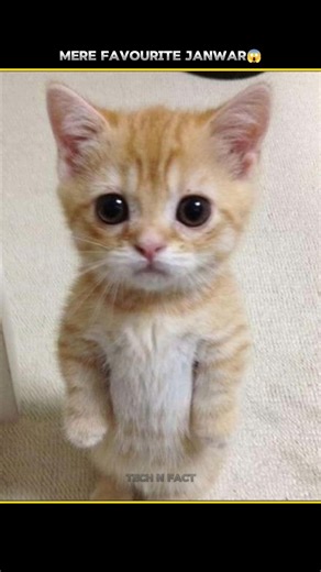 favorite animal #facts #shorts