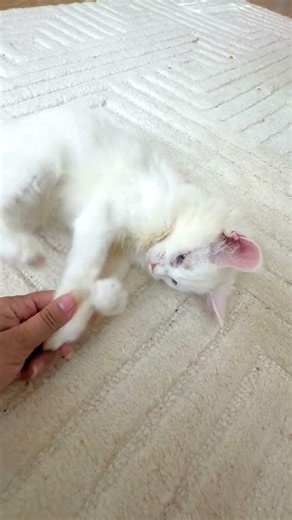 1. Kumo the White Maine Coon Has ONE Job… and It’s Biting My Fingers 😂🤍