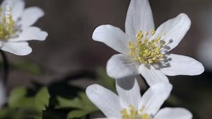 La forêt enchantée - Les secrets des fleurs sauvages | BELLES FORÊTS