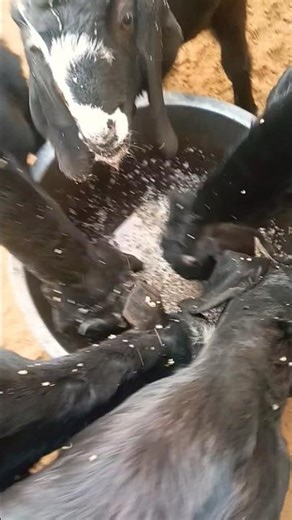 desi goat feed 🐐||#desigoat #bakripalan