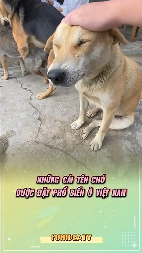 Popular dog names in Vietnam