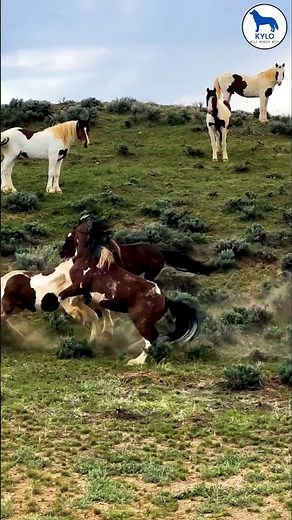 Why Do Wild Stallions Fight? The Truth Behind Their Battles! | #shorts