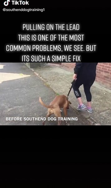 Boxer Dog Training: Fixing Leash Pulling Issues