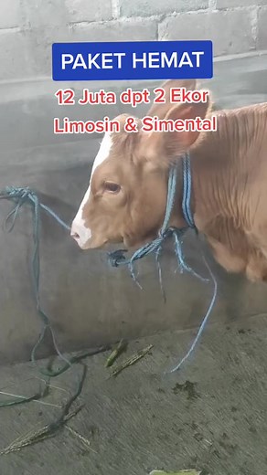 14K views · 79 reactions | sapi limosin dan simental paket hemat ygy bukan jersey apalagi fh perah lo iki doloorrr... #ternak #rojokoyo #viral #sapi #fyp | Tukang Kambing | Facebook