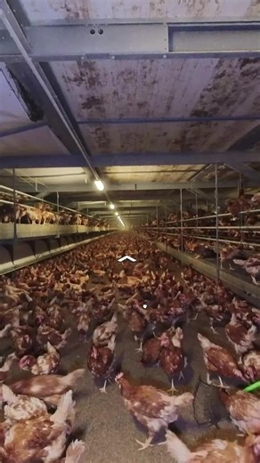 Virtual Tour of an Australian Egg Farm