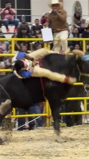 Monta dramática del Sapo Loco en Ayutla Mixe #oaxaca 2026 #jinetes #ganaderia #toros | Acme Digital