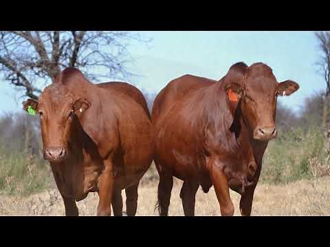 Afrikaner Cattle- Holmesdale Herd