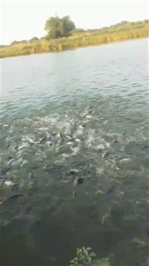 fish farming in west India