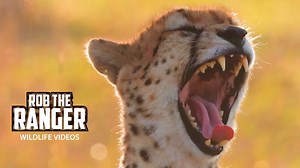 Cheetahs Coordinate Their Morning Patrol Routine