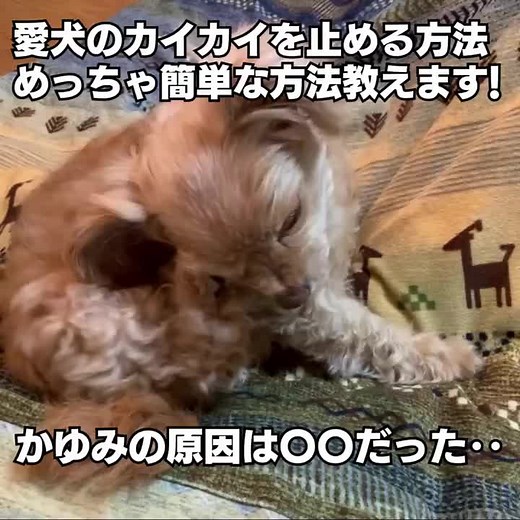 【犬がかゆがる原因が判明】9割の飼い主が知らないカイカイを止める裏ワザ