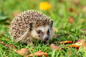 Comment puis-je attirer facilement un hérisson dans mon jardin ?