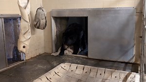 25K views · 1K reactions | ❄ As winter rolls in, our resident bears Monty, Finn, and Ursula are starting to get cozy. While they don't technically hibernate, their behaviors do change a bit including longer naps. So, what's the secret to the perfect nap in a bear den? A comfy bear den nest, of course!  | Zoo Knoxville | Facebook
