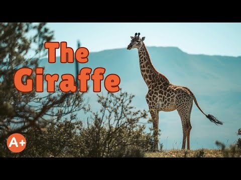 The Giraffe