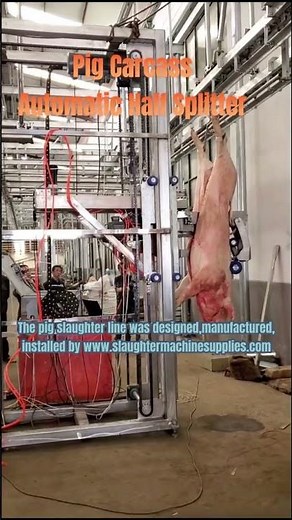 How Modern High Technology Pig Carcass Automatic Half Splitter Works? Hog Abattoir Splitting Saw