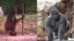 20 years since gorilla escaped from Boston's Franklin Park Zoo, attacked young girl